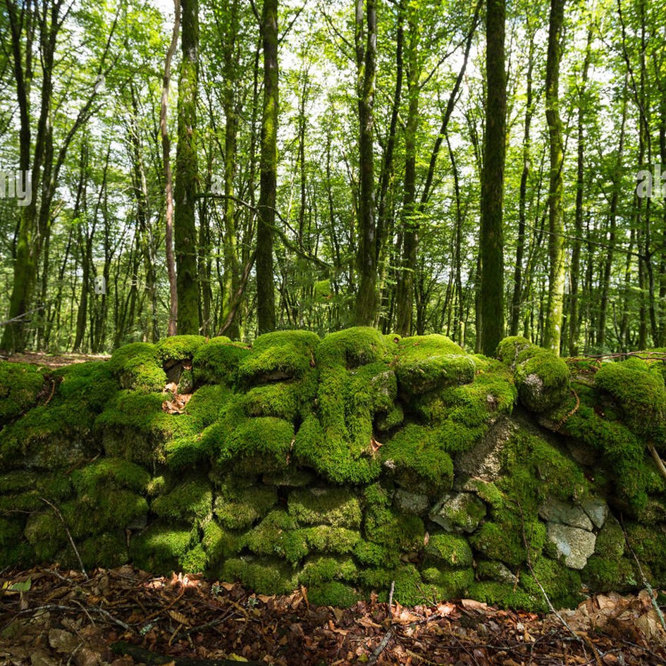 Balade en forêt