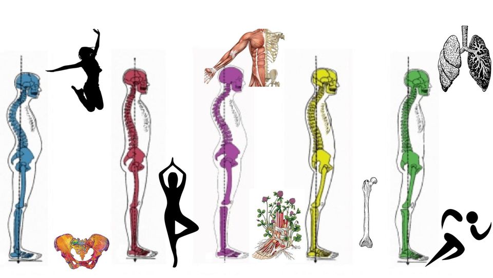 Anatomie, posture et qualité de mouvement