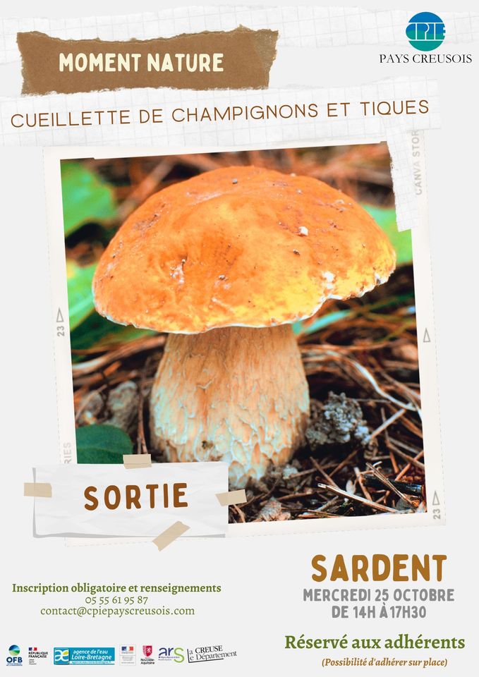 Cueillette de champignons et tiques