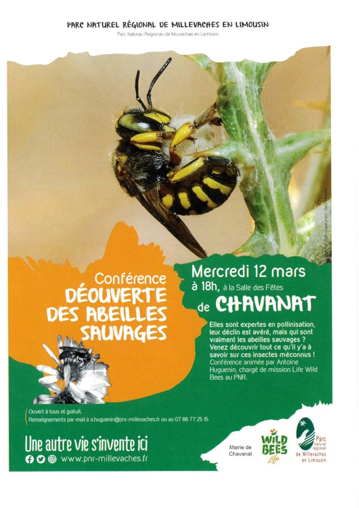 Découverte des abeilles sauvages